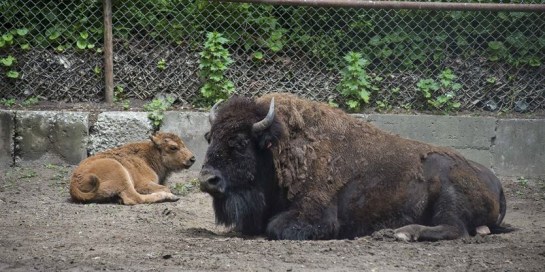 Buffalo and baby